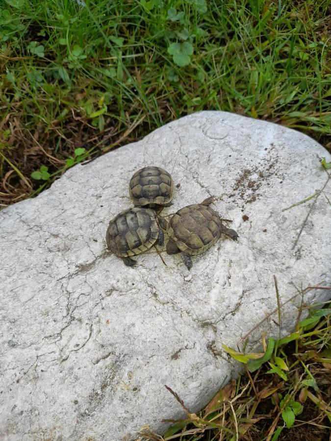 Limi Sachkhere Buitenkant foto